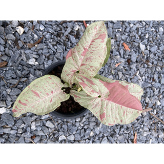 syngonium milk confetti สีชมพูขาดใจ 💓💓