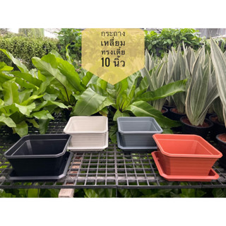 ‼️ถูก  และหนา‼️ กระถางต้นไม้  กระถางเหลี่ยมทรงเตี้ย  กระถางโมเดิร์น พร้อมจานรอง ขนาด 10 นิ้ว