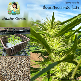 เมล็ดพันธุ์ ฝอยทองสุรนารี1  ขึ้นทะเบียนสายพันธุ์แล้ว มีกินหอมกว่าหางกระรอก 1 ชุด มี 50 เมล็ด