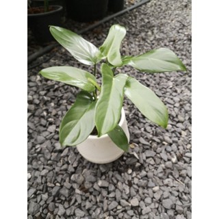 ฟิโลไวโอลินเขียว Philodendron bipennifolium Schott 7-6-66