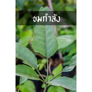 ต้นขมขาลัง,ขมกำลัง☘️สั่งซื้อ 2 ต้นฟรี 1 ต้น☘️ผักสมุนไพรหายาก  ใบสดกินกับลาบก้อยหรือแกงอ่อม รสขมหวาน ช่วยเจริญอาหาร