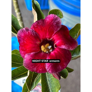 ชวนชมดอกชั้นเดียว - ไนท์สตาร์ NIGHT STAR  ไม้ไต้หวัน ***สีใหม่***  ขอบดอกออกสีม่วงดำ