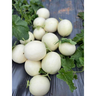 เมล็ดพันธุ์ แคนตาลูป สวีท D25 ตราตะวันต้นกล้า ลอตใหม่