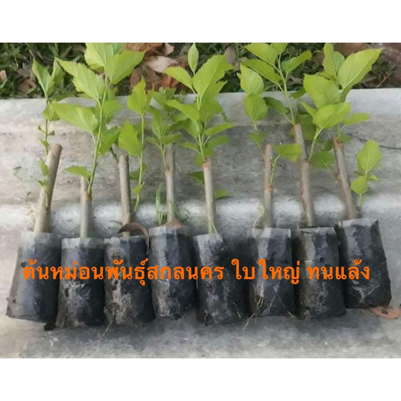 ต้นหม่อนพันธุ์สกลนครใบใหญ่ ทนแล้ง (มีคู่มือการปลูก) ตัดใบตอนส่ง