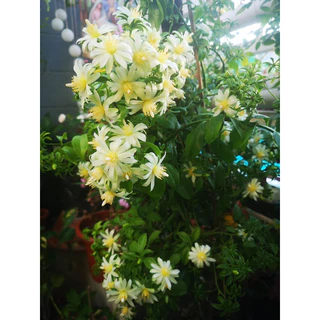 มะนาวเถาว์ Lemon vine ไม้เลื้อยทำซุ้มดอกสวย กินผลได้ตระกูลเบอรี่