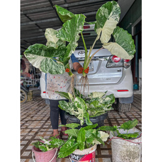 บอนกระดาษด่างยักษ์ บอนกระดาษด่าง Alocasia macrorrhizos