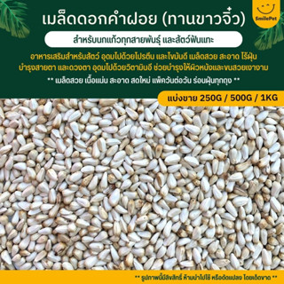 เมล็ดดอกคำฝอย (ทานตะวันขาวจิ๋ว) เม็ดเล็ก อาหารนก อาหารธัญพืชสำหรับนก (แบ่งขาย 250G / 500G /1KG)