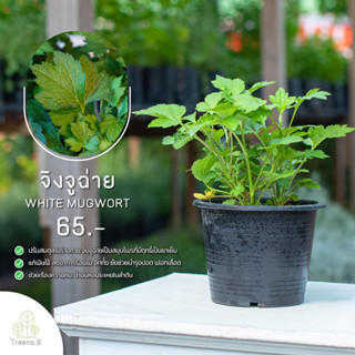 Treeno.9 T137 จิงจูฉ่าย (White Mugwort )  กระถาง 6 นิ้ว / สูง 20-30 ซม. / ไม้ประดับ ไม้ดอก สมุนไพร (ต้นไม้)