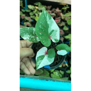 บอรสีมงคลปฐมcaladium