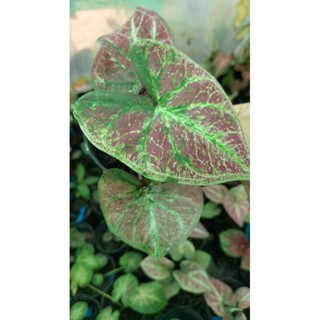 บอนสีม่วงเจริญcaladium