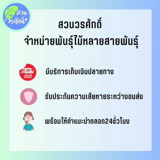 ฝรั่งหวานพิรุณ กิ่งตอนชำลงถุง พันธุ์แท้100% ผลใหญ่ เนื้อฟู กรอบ อร่อย