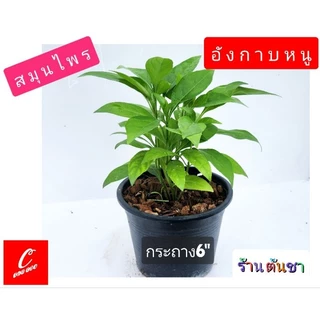 ต้นอังกาบหนู ดอกเหลือง สมุนไพร มากสรรพคุณ กระถาง 6"