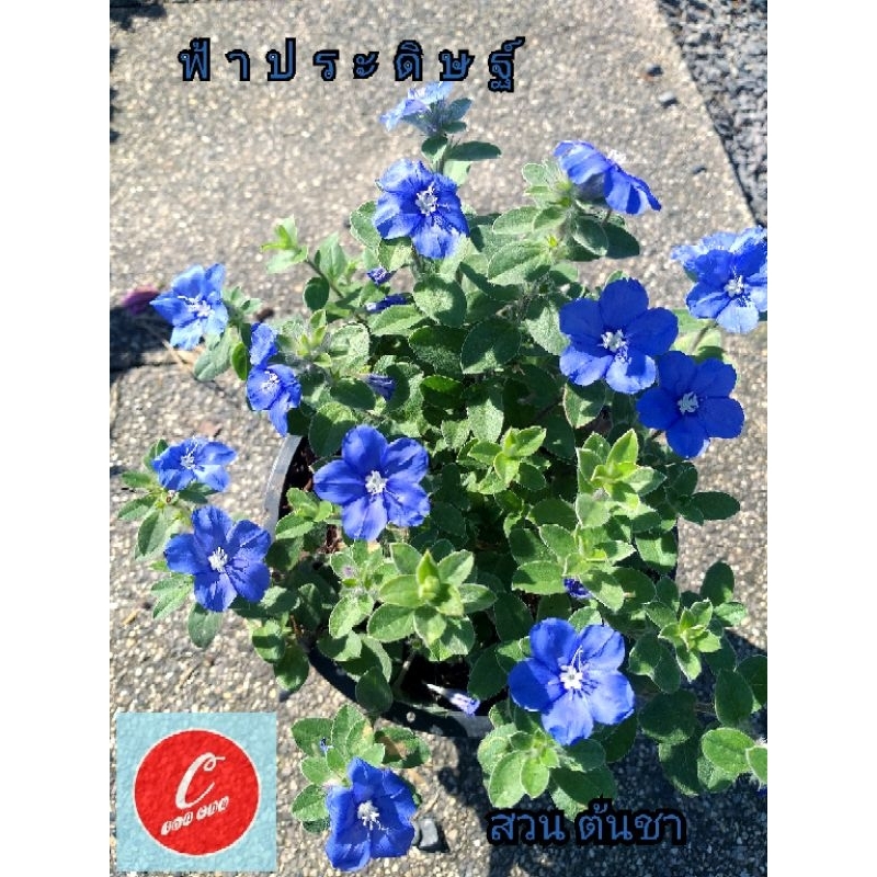 ต้นฟ้าประดิษฐ์ ดอกบานสีฟ้าสดใส กระถาง 6"
