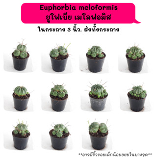 ET005 Eeuphorbia meloformis ยูโฟเบีย เมโลฟอมิส กระบองเพชร แคคตัส พืชอวบน้ำ