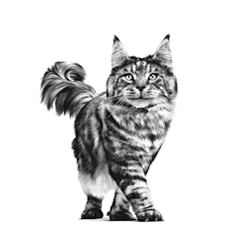 Royal Canin Veterinary Diet RENAL SELECT FELINE (โรคไต) อาหารประกอบการรักษาโรคในแมว เม็ดสอดไส้ กรอบนอกนุ่มใน ขนาด2กก. ราคา ถูกที่สุด ดีลบีเคเค แกลเลอรีภาพที่ 3