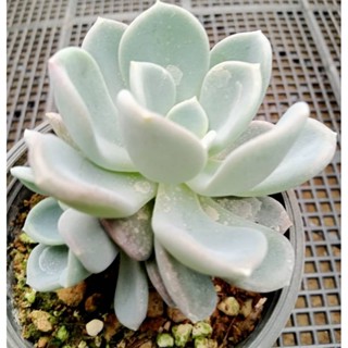 Echeveria orpet ไม้อวบน้ำ กุหลาบหิน