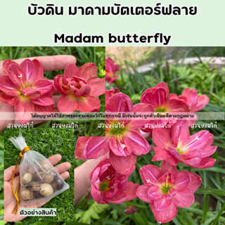 🌷หัวดอกบัวดินมาดามบัตเตอร์ฟลาย