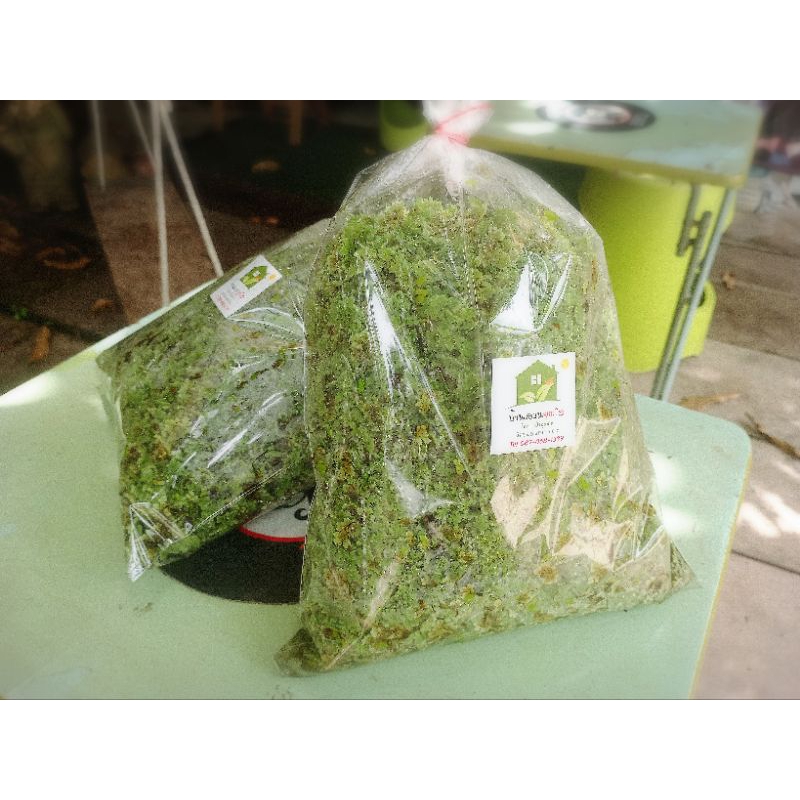 แหนแดง สายพันธ์ุเกษตร (Azolla Microphylla)