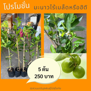 โปรโมชั่น 5 ต้น มะนาวไร้เมล็ดหรือฮิติหรือทูลเกล้า ลูกใหญ่ น้ำเยอะ ไม่มีเมลอด