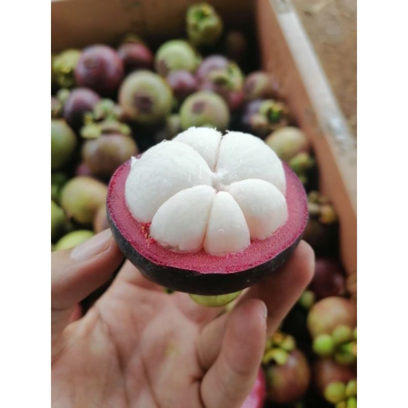 มังคุด​พร้อมทาน​ คละไซส์​ ส่งตรงจากสวน​ ชาวสวนเก็บเองขายเอง​