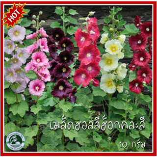 10 กรัม ฮอลลี่ฮ็อกคละสี Hollyhocks เมล็ดพันธุ์ฮอลลี่ฮ็อก เมล็ดฮอลลี่ฮ็อก ฮอลลี่ฮ็อก เมล็ดฮอลลี่ฮ็อกคละสี