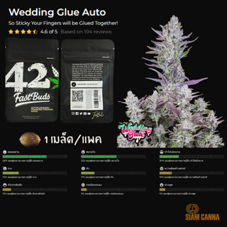 เมล็ดกัญชา Wedding Glue Auto - Fastbuds Pack : 1 seed พร้อมแพ็คเกจค่าย เมล็ดกัญชาออโต้