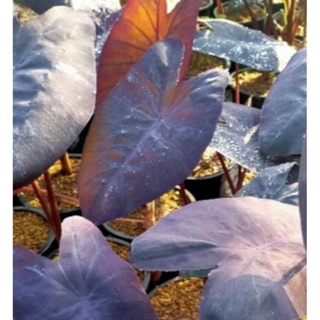 ล็คเมจิก (colocasia black magic)​ เป็นบอนสีดำอีกหนึ่​งตัว​ในตระกูล​ colocasia​ ที่น่าสะสม​ สีดำเข้ม​ มีเสน่ห์​🎊🎊🎊