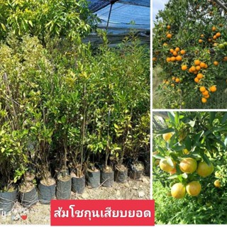 ต้นส้มโชกุนเบตง ผลใหญ่ เปลือกล่อนปอกง่าย ส่งทั้งถุงชำ ขนาดต้น40-50ซม.พร้อมส่ง