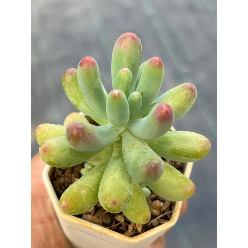 Sedum Pachyphyllum Rose ต้นกล้วยหอม ไม้อวบน้ำ น่ารักๆ กระถาง 2 นิ้ว