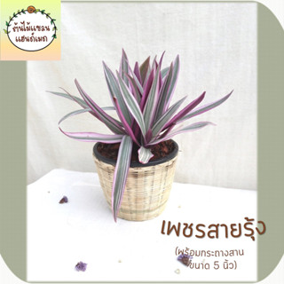 🎋เพชรสายรุ้ง (Cordyline ferminalis “bicolor”) ต้นไม้มงคล พร้อมกระถางสานไม้ไผ่ ขนาด 5 นิ้ว