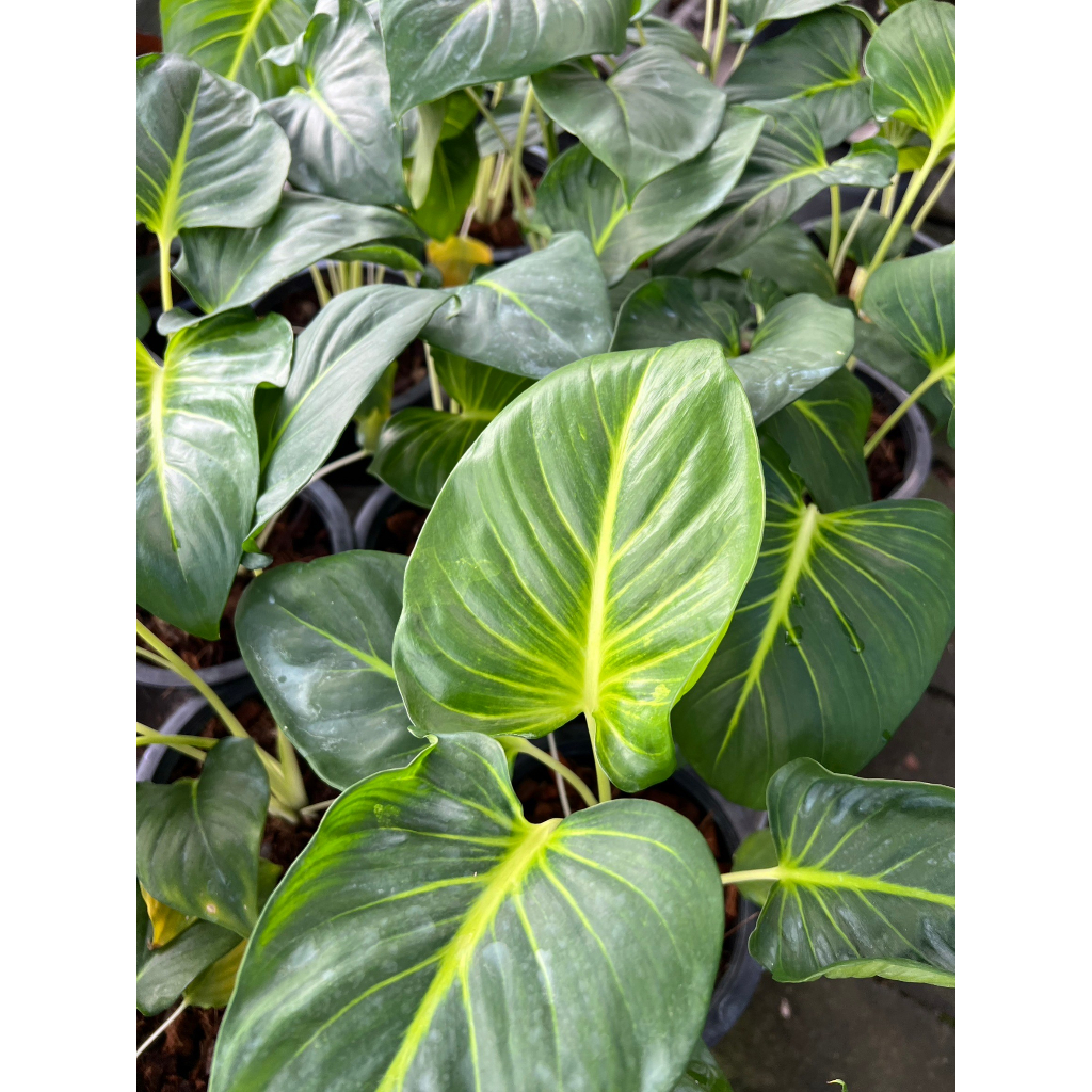 มุมมอง 4