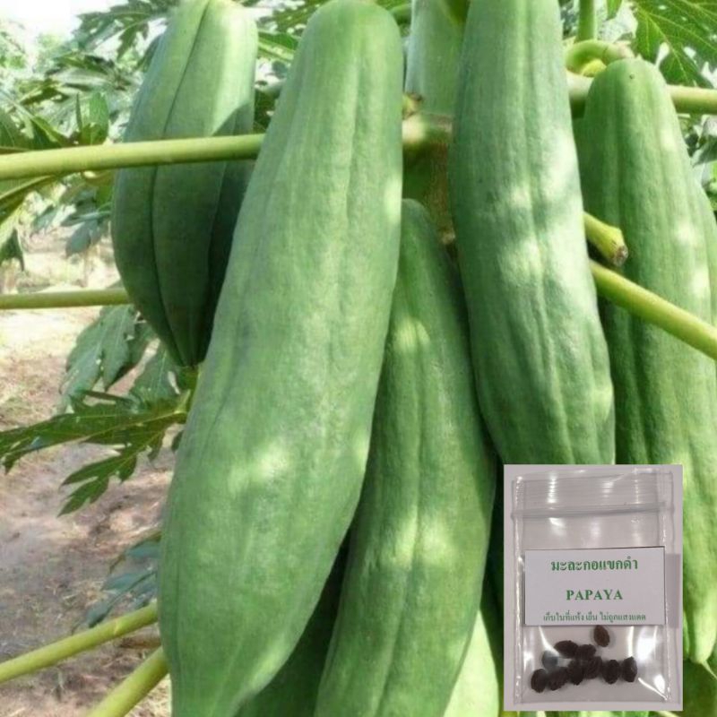 🌱เมล็ดมะละกอแขกดำ 10 เมล็ด(5แถม1คละได้)