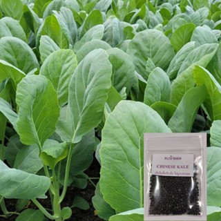 เมล็ดคะน้ายอด 1,000 เมล็ด (5แถม1คละได้)