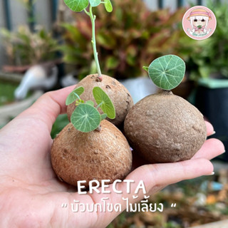 บัวบกโขด erecta 《 ต้นเล็กมีใบ 》ไม้เลี้ยงสุขภาพดี รายการแบบเลือกต้นค่ะ เลี้ยงง่ายมีคู่มือการเลี้ยงให้ค่ะ