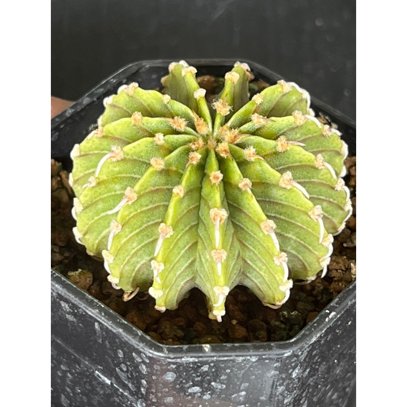 LB2178ตองอ่อน 13 พู เชื้อคริส