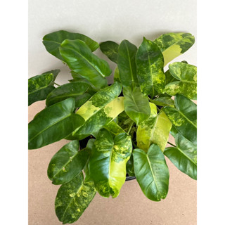 ต้นเบอร์เบิ้ลมาร์ค ด่าง philodendron burble marx variegted