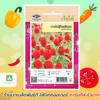 บานไม่รู้โรย สีแดง เมล็ดพันธุ์ดอกบานไม่รู้โรย ดอกไม้ Amaranth Gomphrena