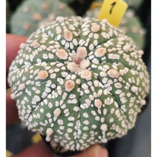 แอสโตร​ไฟตั้ม ป้ายเหลือง​ #แคสตัส castus​ astrophytum แอสโตร  แอสโตร​ไ​ฟตั้​ม แอสโตรไฟตัม กระบองเพชร แอสโตรวี super