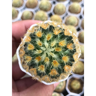 คามิเน่บุดดาเหลืองเข้ม mammillaria Carmenae