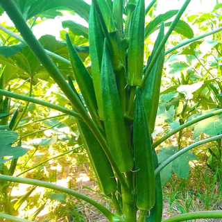 เมล็ดพันธุ์ กระเจี๊ยบเขียว 20+เมล็ด [10 แถม 2 คละได้ ]