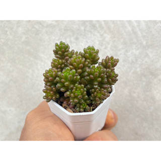 Sedum Rubrotinctum “Redberry” ไม้อวบนำ้ น่ารักๆ กระถาง 2.5 นิ้ว