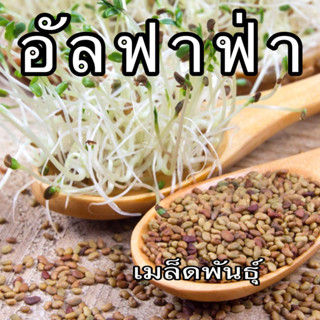 เมล็ดอัลฟาฟ่า - Organic Alfalfa Seeds บรรจุ 50 กรัม/g