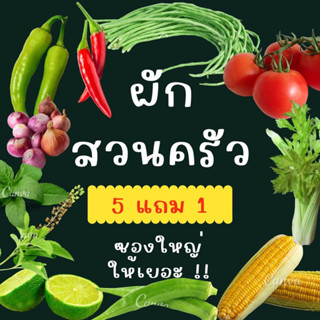 เมล็ดผักสวนครัว 5 แถม 1 ให้เยอะ!!