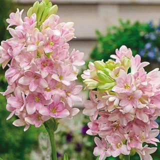 ซ่อนกลิ่นฮอลแลนด์ Polianthes ดอกหอมปลูกแดดจัด