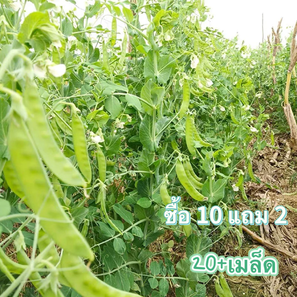 เมล็ดพันธุ์ ถั่วลันเตา ถั่วหิมะ 20+ เมล็ด งอกง่าย🌱โตไว☘️พุ่มใหญ่🌱 [10 แถม 2 คละได้ ]