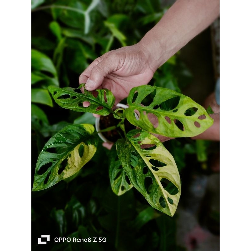 พลูฉลุด่างเหลือง ส่งฟรี monstera adansonii aurea