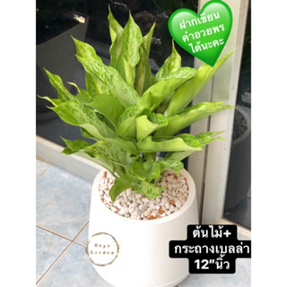 ต้นเศรษฐีใบละพันไม้เสริมโชคลาภได้พร้อมกระถางเบลล่า12”นิ้วไม้ฟอกอากาศ