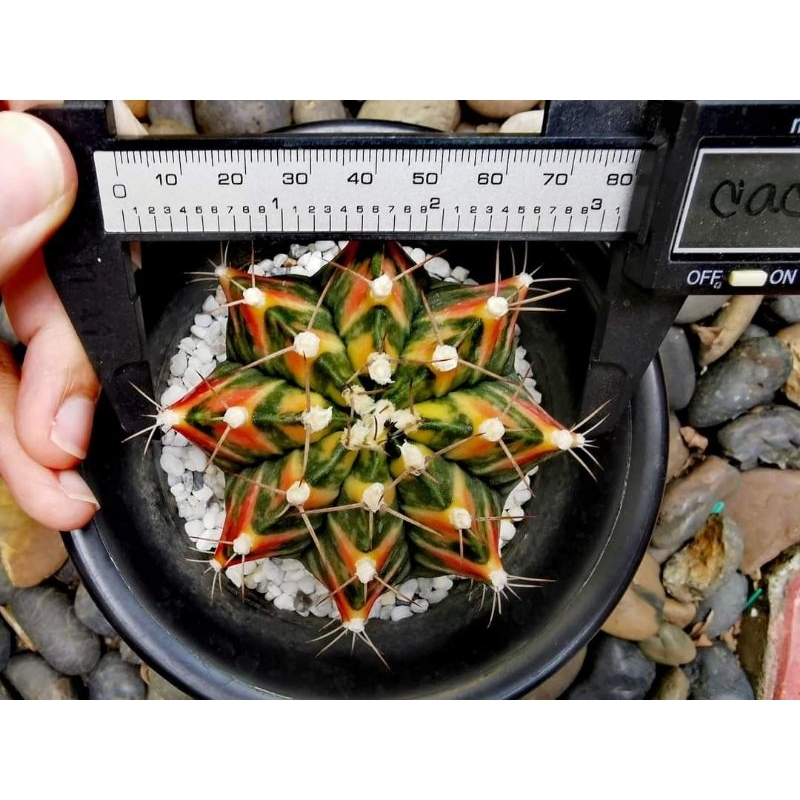 Gymnocalycium Mihano Variegated