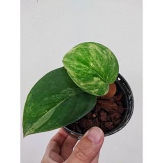 Scindapsus Jade Satin Variegated เจดซาติน ด่าง แทงยอดแล้วทุกต้น เลือกต้นได้