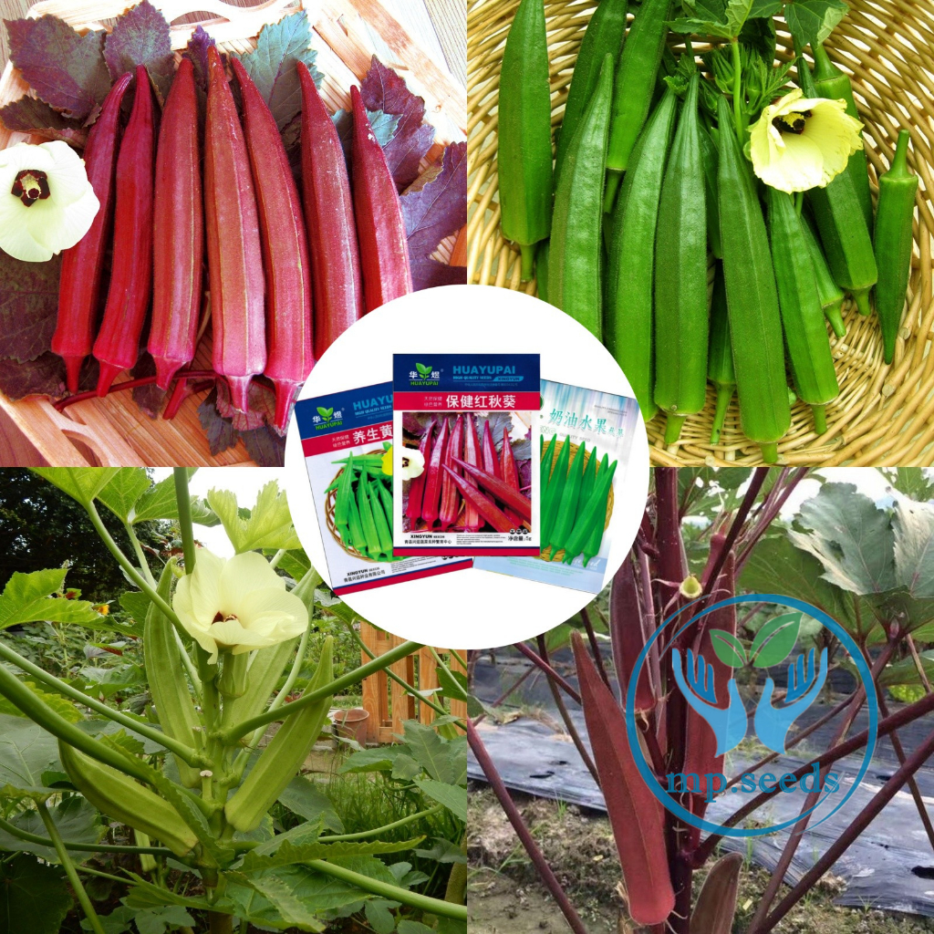 เมล็ดพันธุ์ กระเจี๊ยบเขียว/แดง  กระเจี๊ยบมอญเขียว/แดง 80 เมล็ด